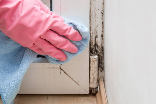 Professional Mold Remediation in Avenue B And C, AZ